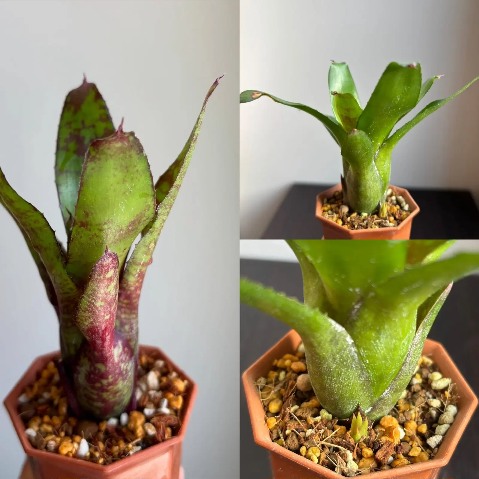 ネオレゲリア　リリープー