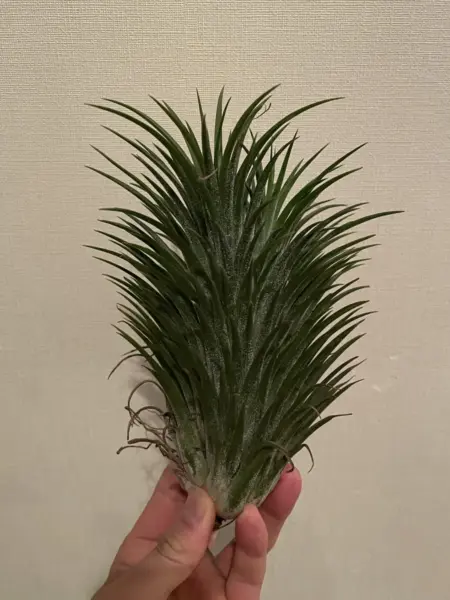 ティランジア　イオナンタ　エスカポーサ