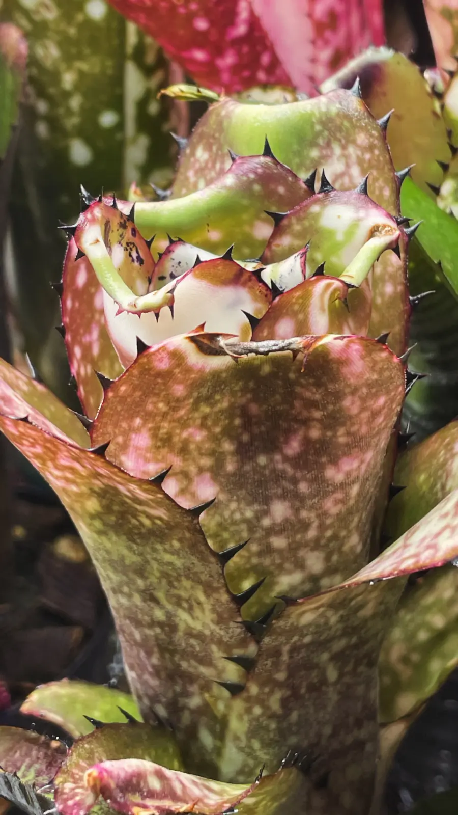 ビルベルギア　カハカイ