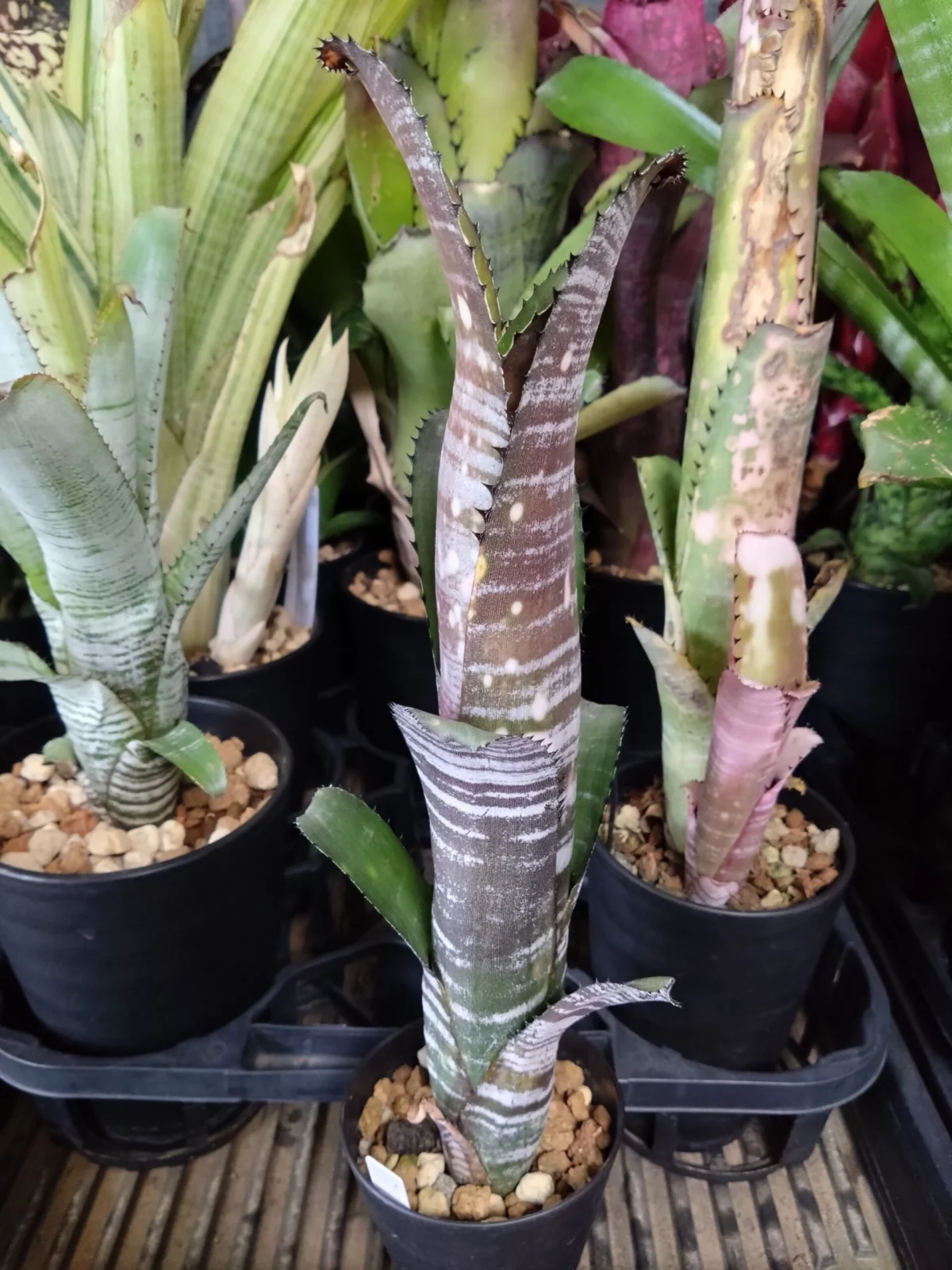 ビルベルギア　ユーチューブ