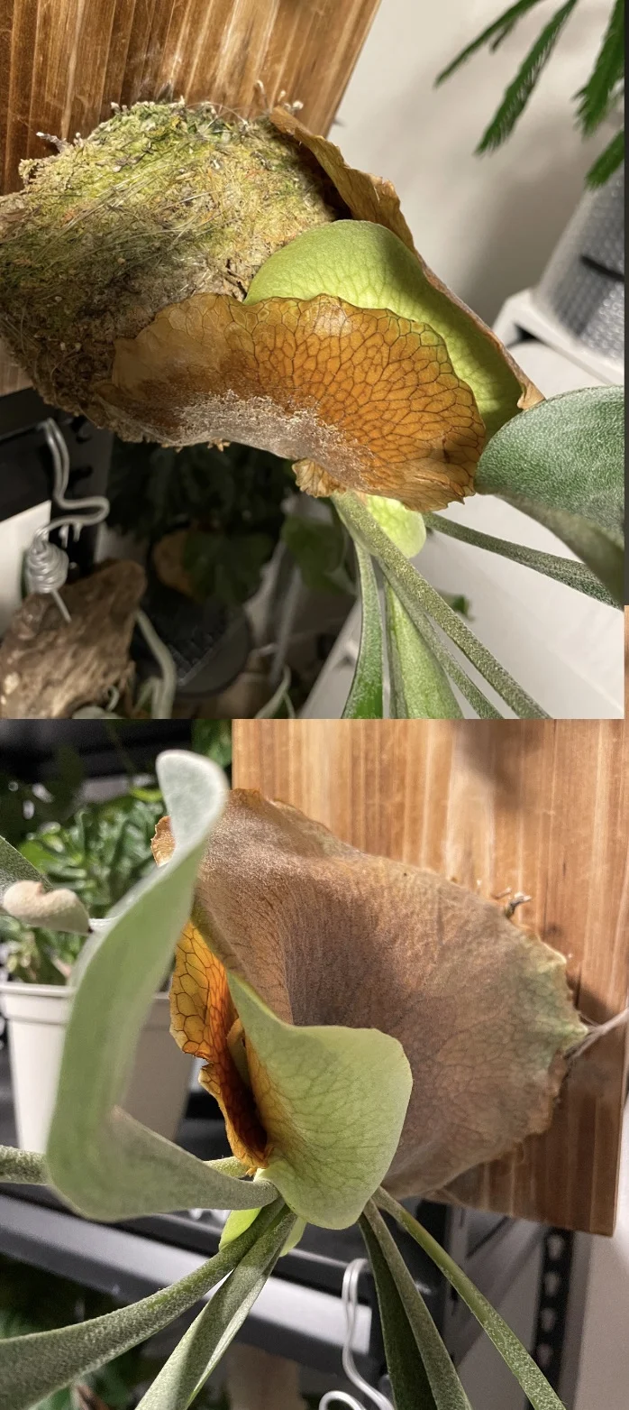 ビカクシダ　札落ち