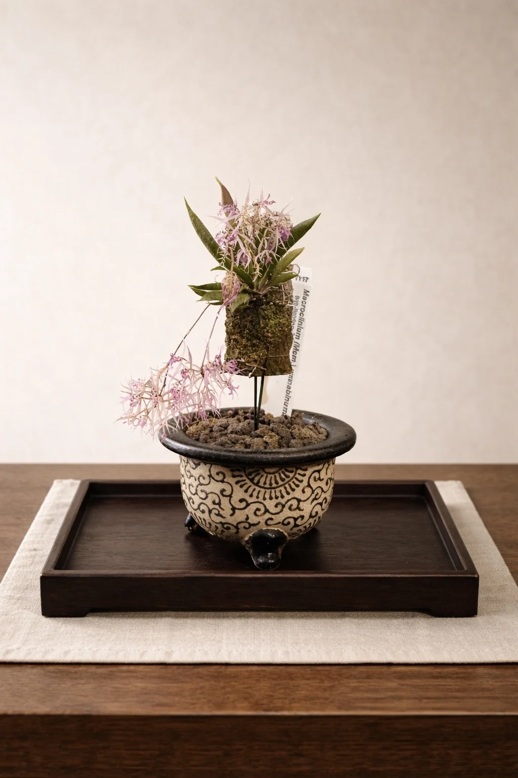 マクロクリニウム・マナビナム/小型着生蘭