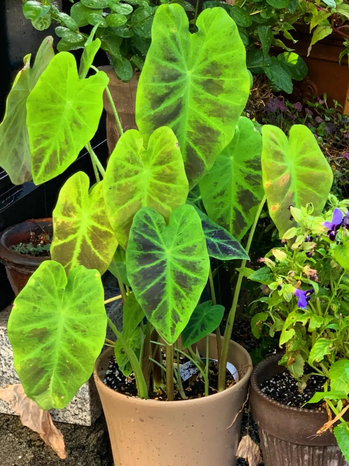 コロカシア　イルストリス