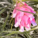 ume.117339のアバター