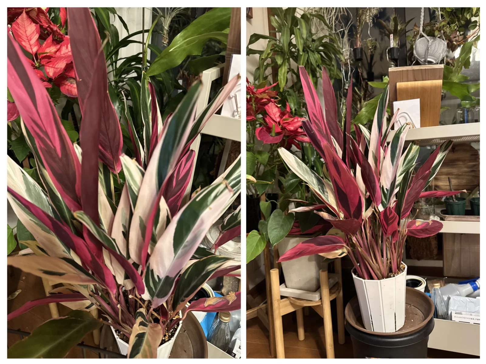 ストロマンテ トリオスター