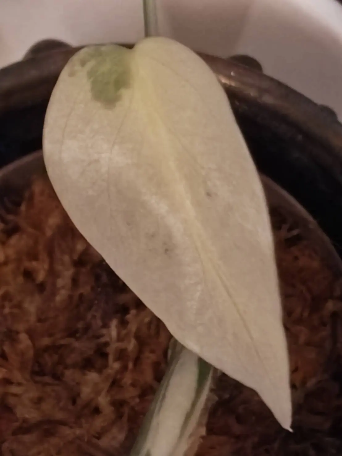 モンステラ ボルシギアナ アルボ 03_斑入り 溶けた→乾いてきた