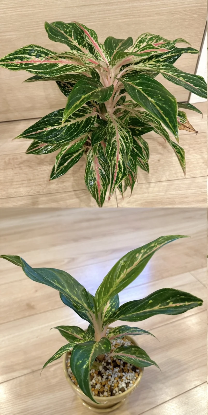 アグラオネマ　ピンクバタフライ