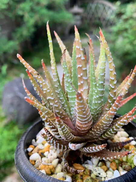ハオルチア　