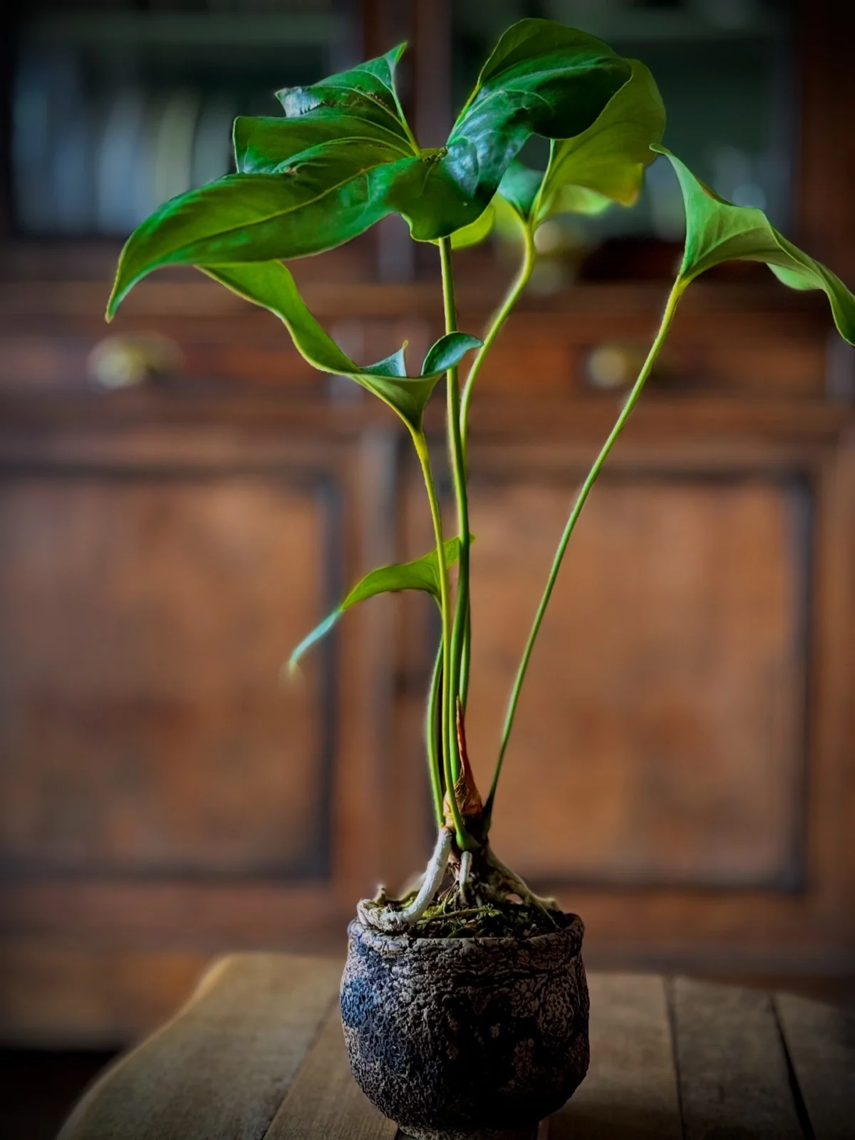 アンスリウム　ブローニー