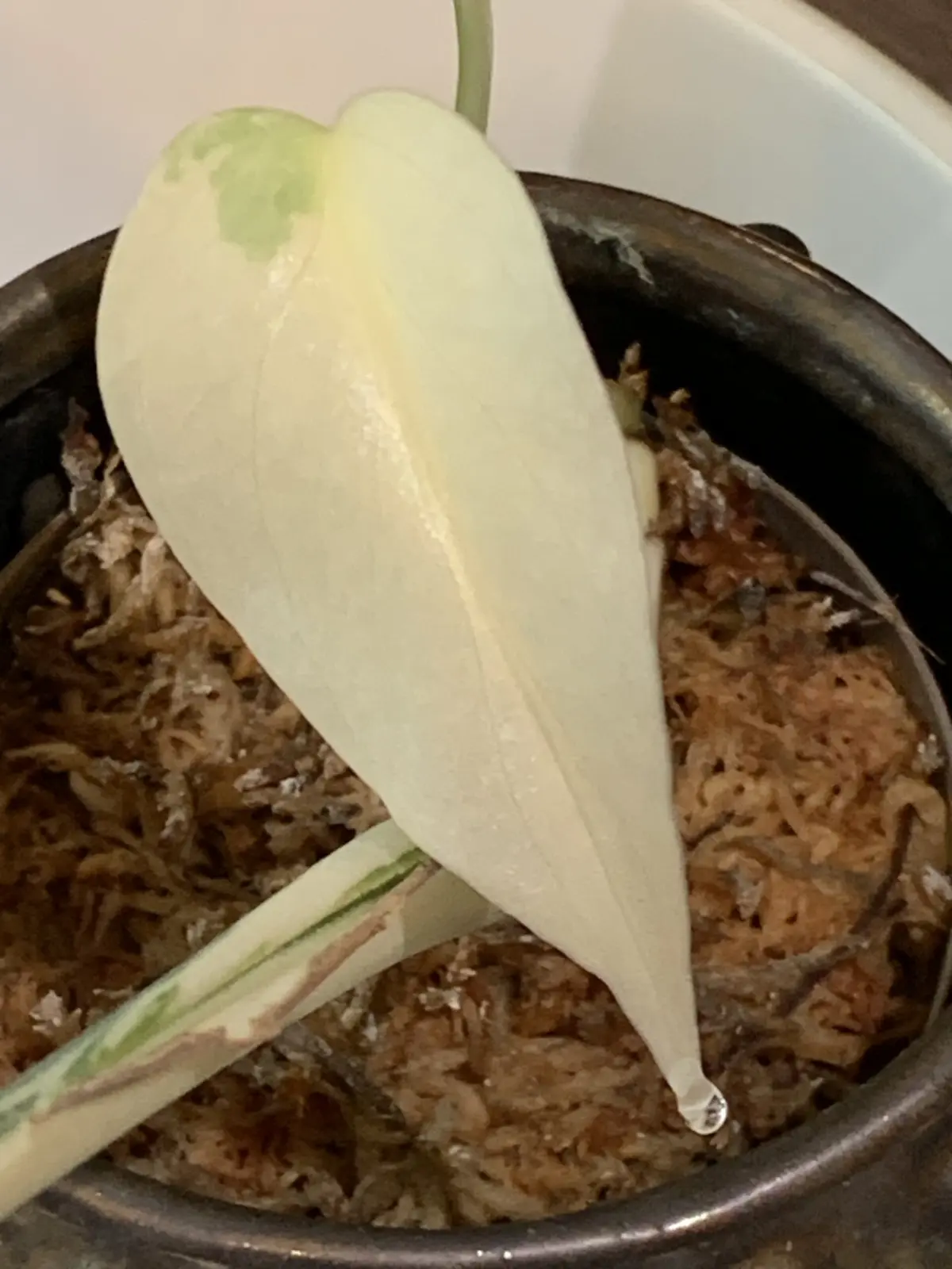 モンステラ ボルシギアナ アルボ 04_斑入り 溶けた→乾いた