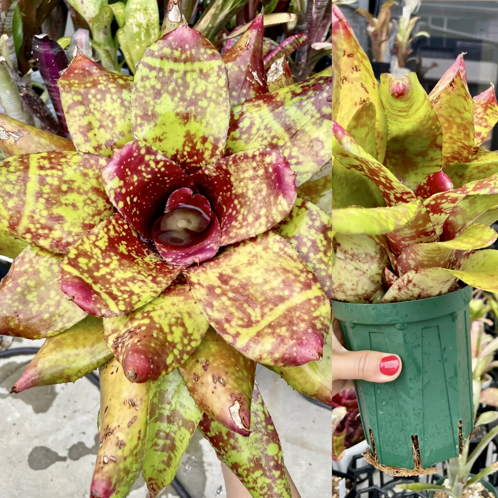 ネオレゲリア　バーゴプラウド