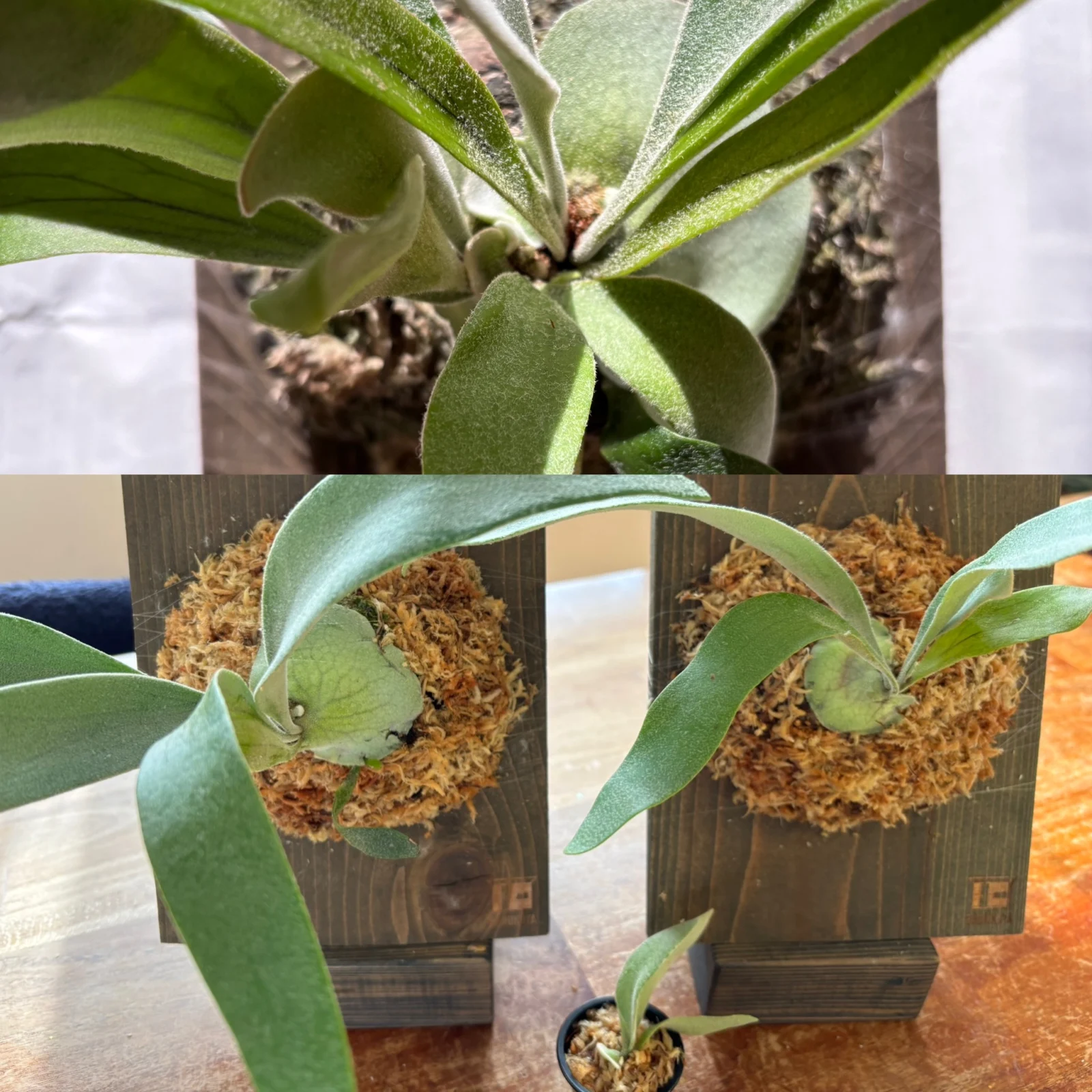 ビカクシダ　ベイチー