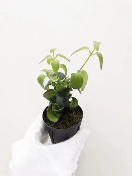 エスキナンサス ラスタ
