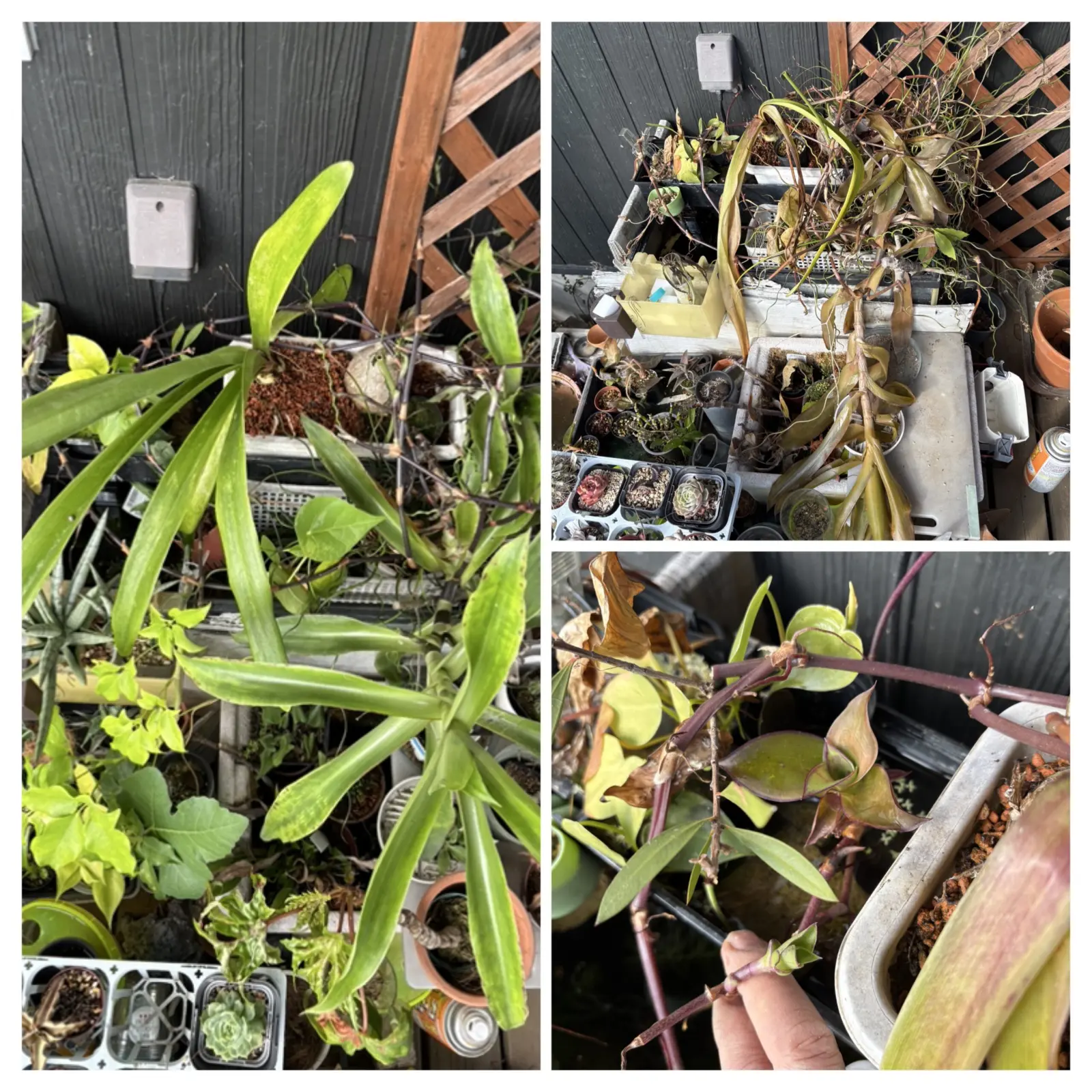 カリシア フレグランス 凍傷