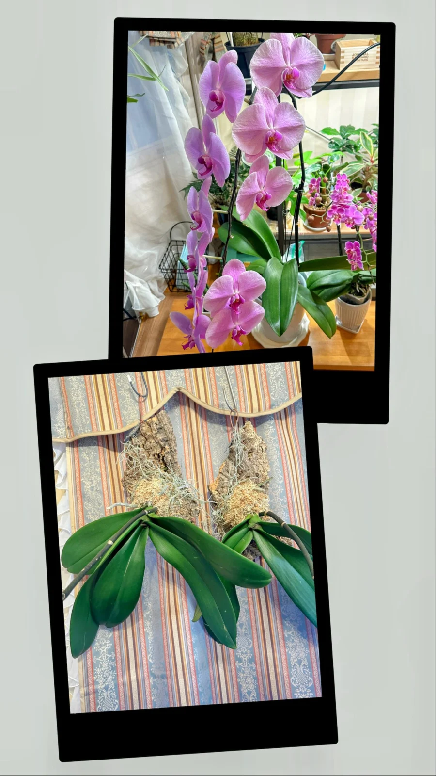 大輪胡蝶蘭　湖衣姫　3本立　2本はコルク付に