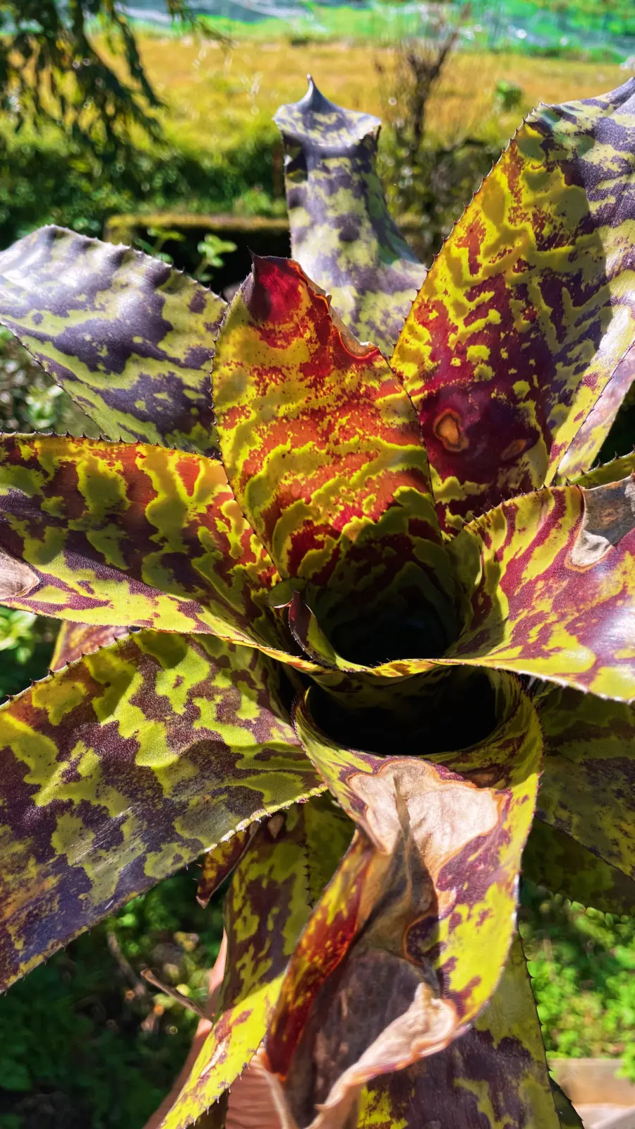 エクメア　パリリッジ