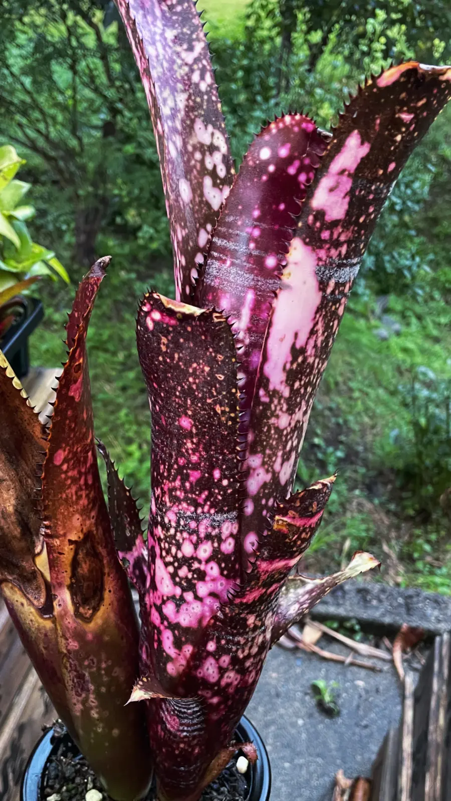 ビルベルギア　オビワン