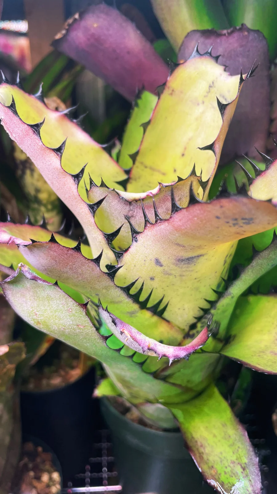 ビルベルギア　サンデリアナ