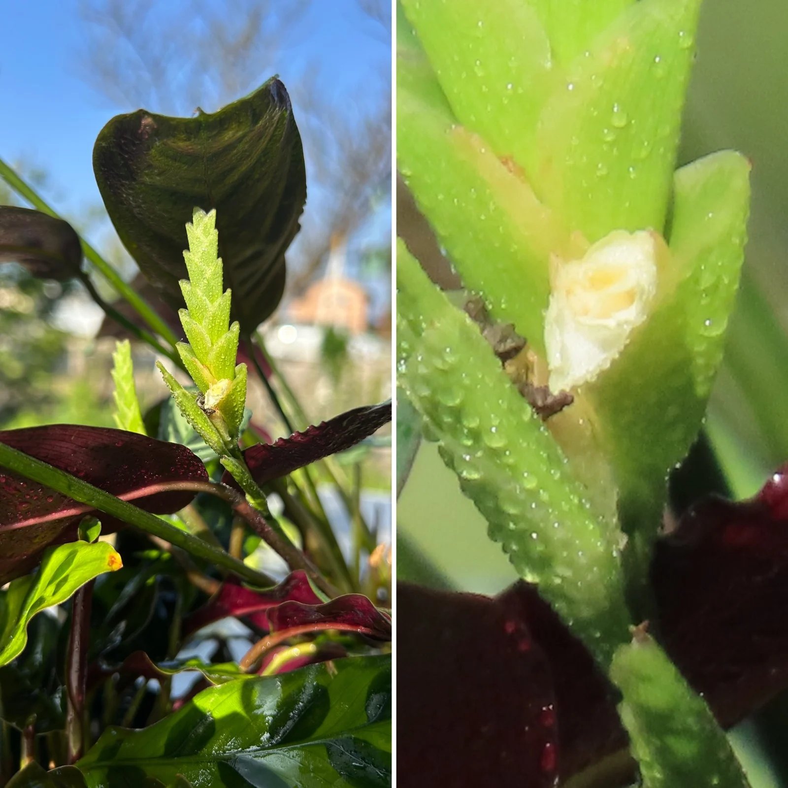 マランタ/アマビリス