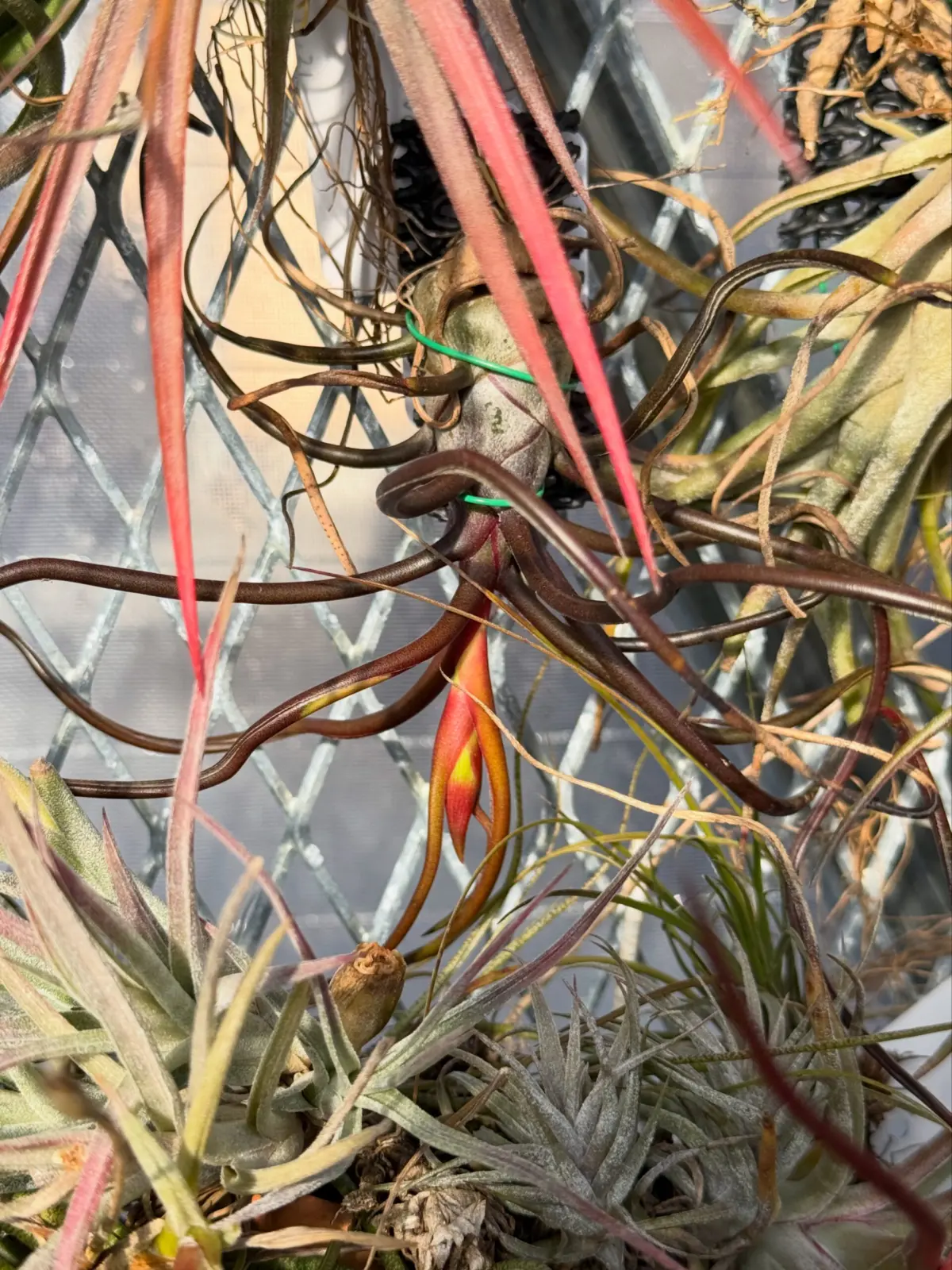 ティランジア ブルボーサ ‘紫炎’