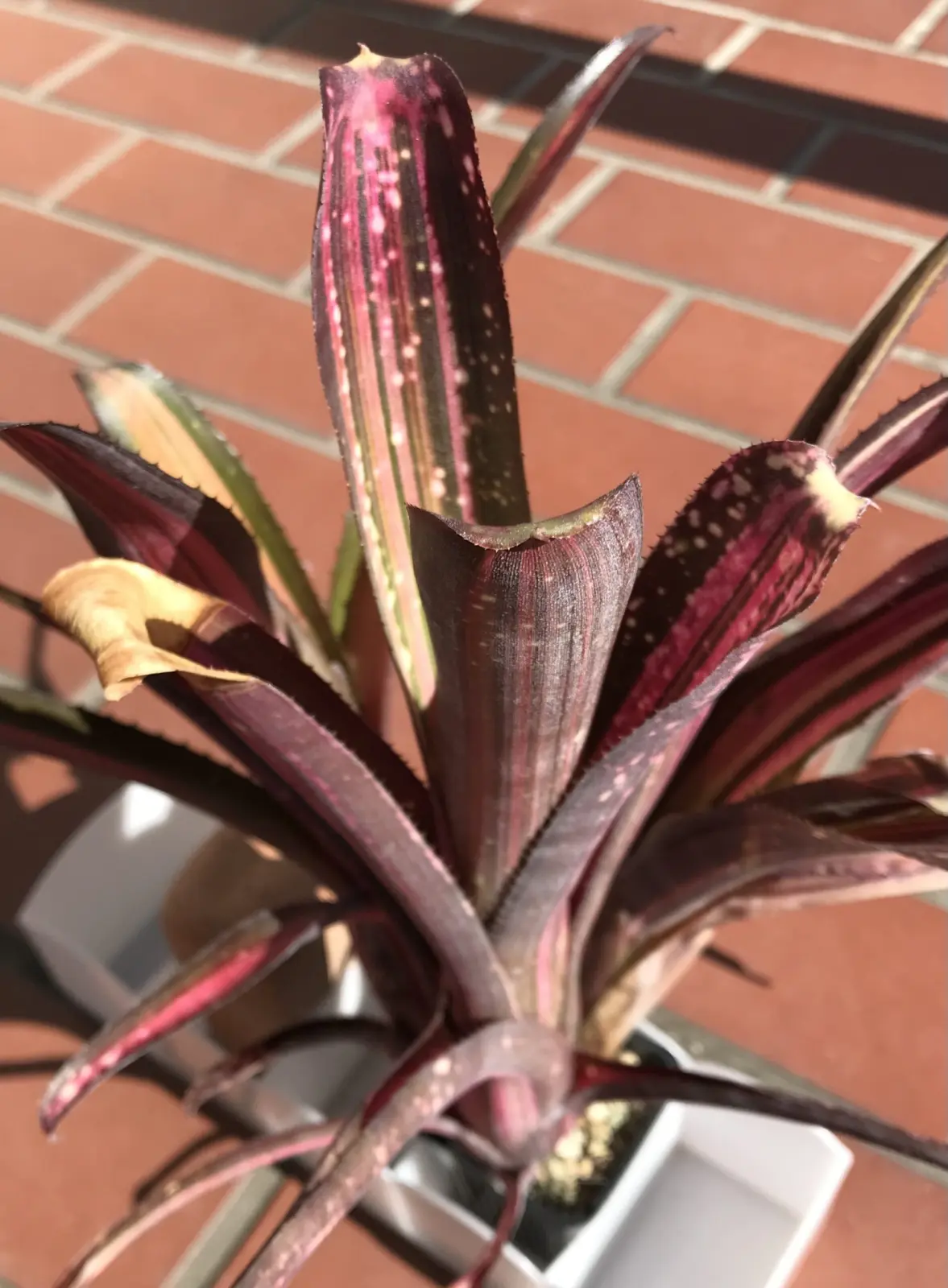 ビルベルギア ベリッシマ 斑入り