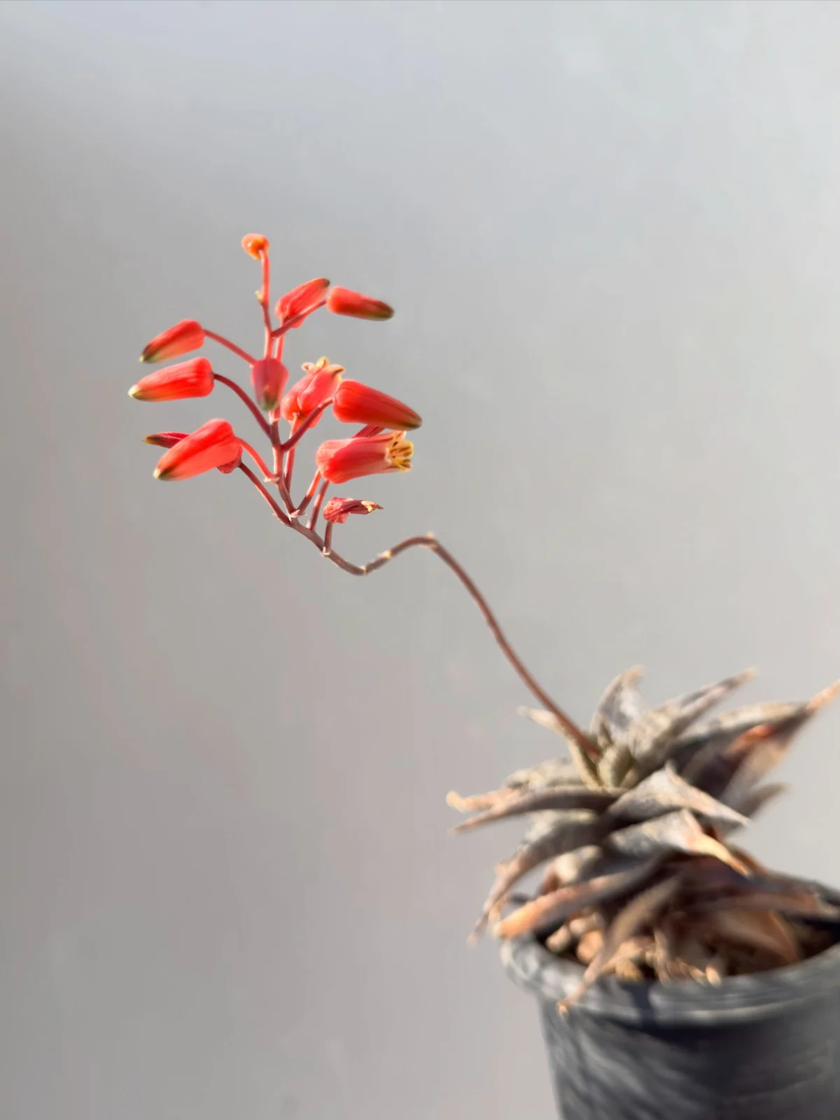 アロエ 札落ち 開花