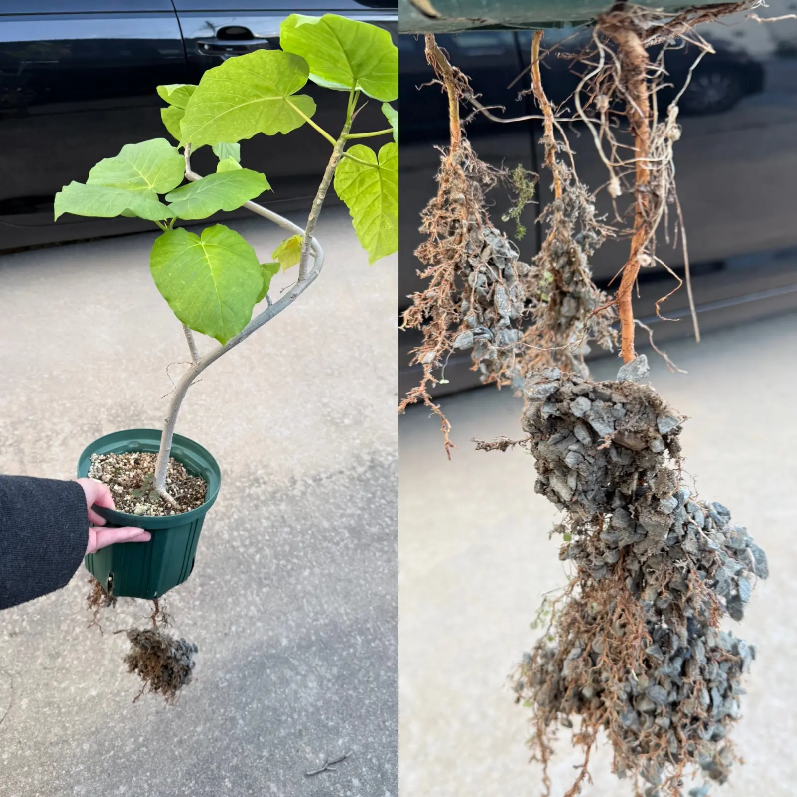 フィカス　ウンベラータ