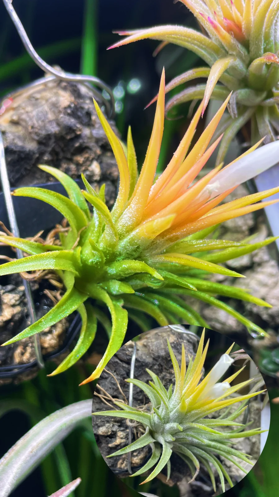 ティランジア　イオナンタ　ドゥルイド　オレンジタイプ