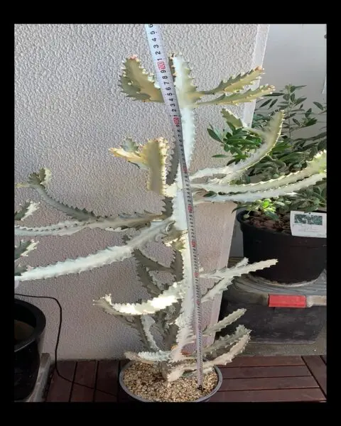 ユーフォルビア　ホワイトゴースト　1メートル