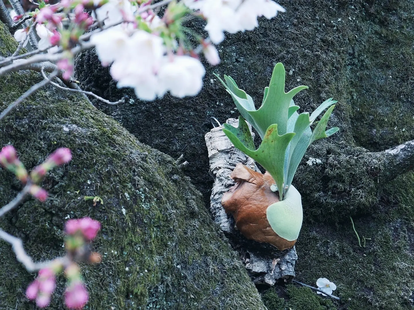 ビカクシダ　BTSS