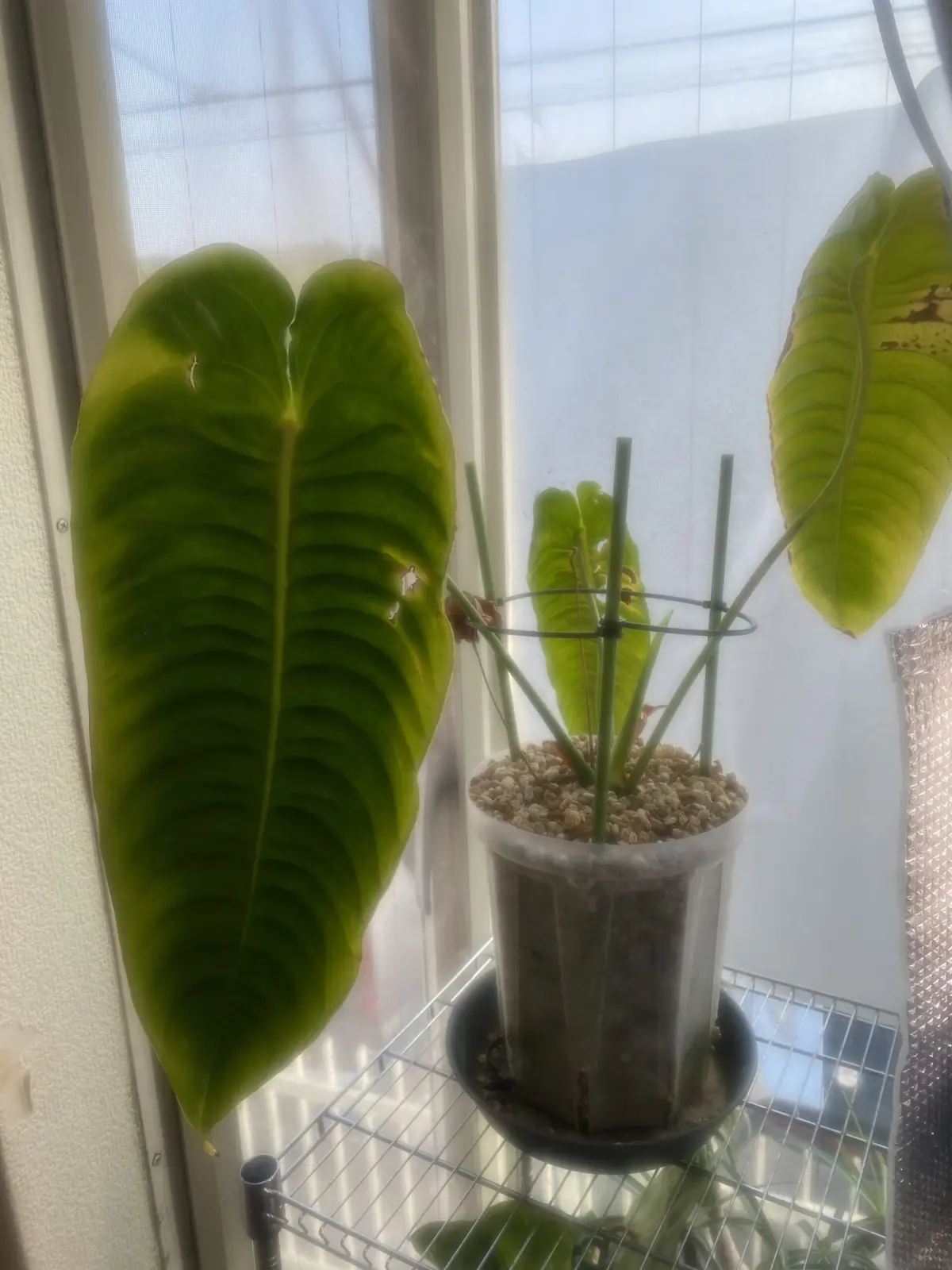 アンスリウム　ベイチー