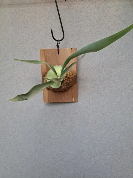 ビカクシダ　フダオチ