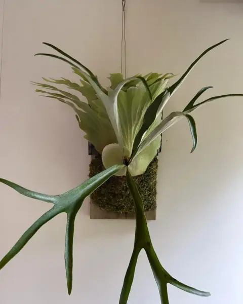 ビカクシダ　ムーサンキング