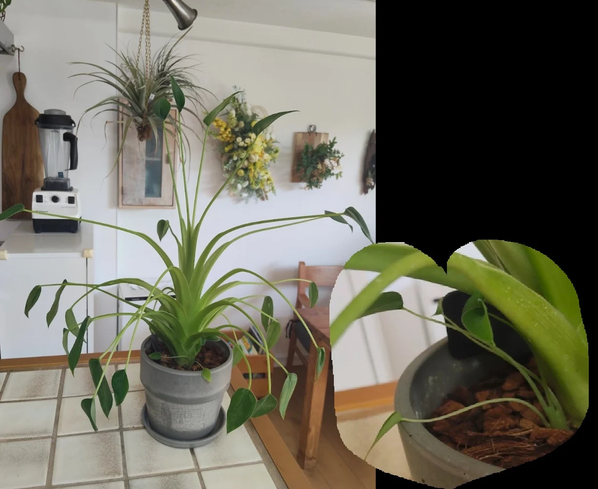 アロカシア – Plants Navi