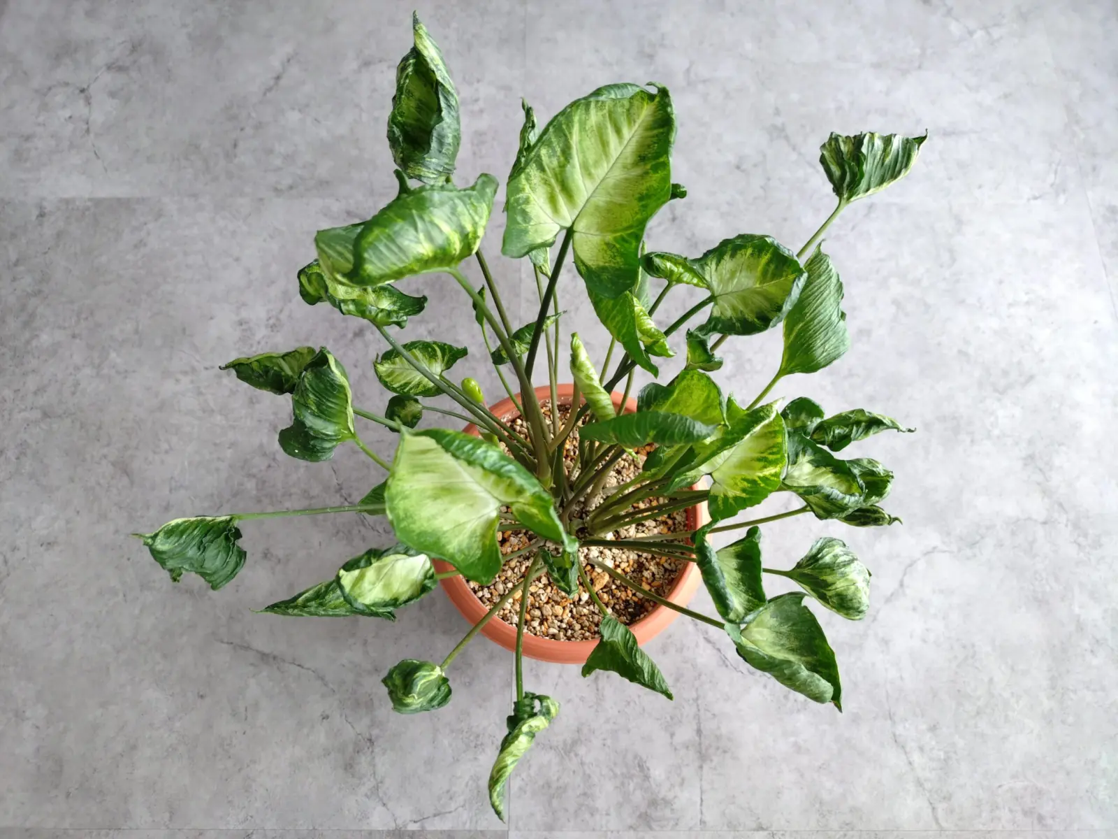 シンゴニウム・ゴジラ