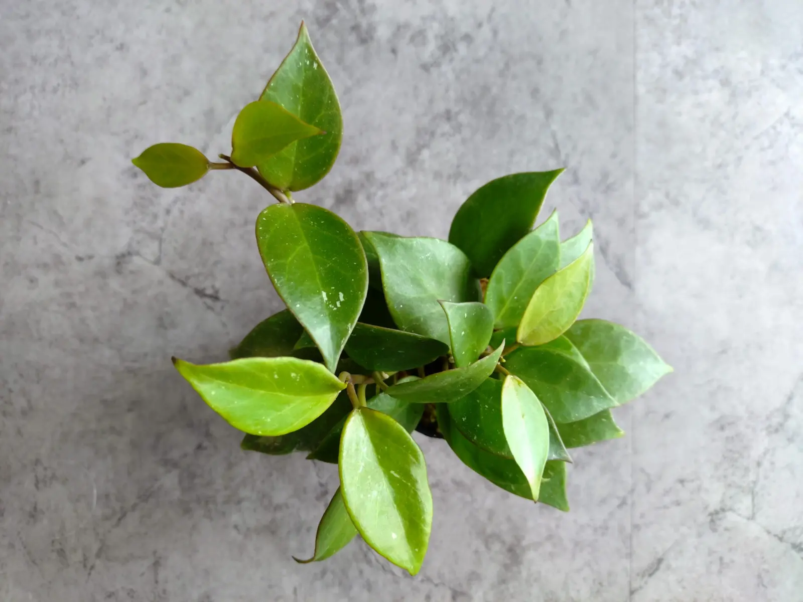 ホヤ・オブスクラ