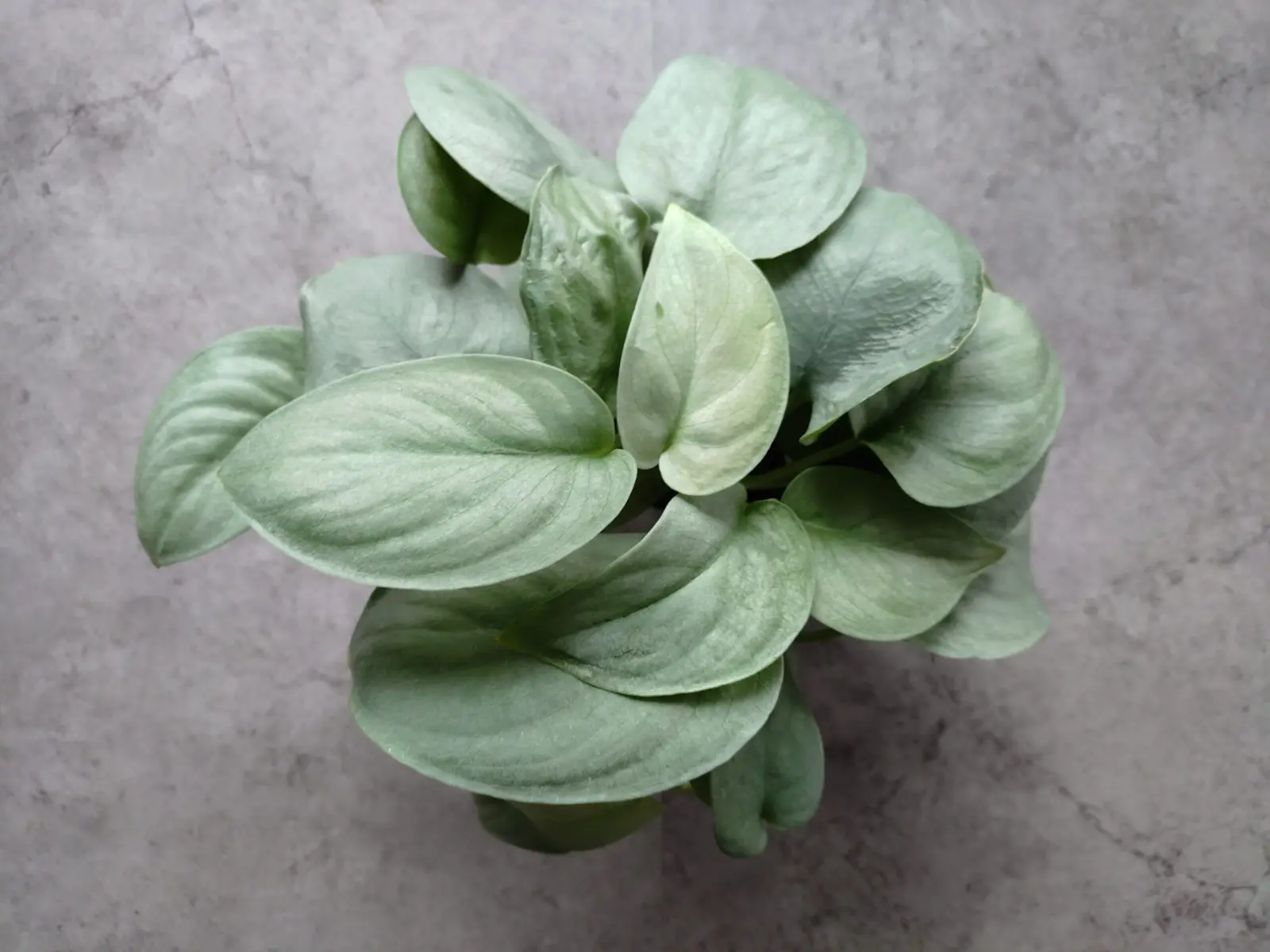 スキンダプサス・オルモストシルバー