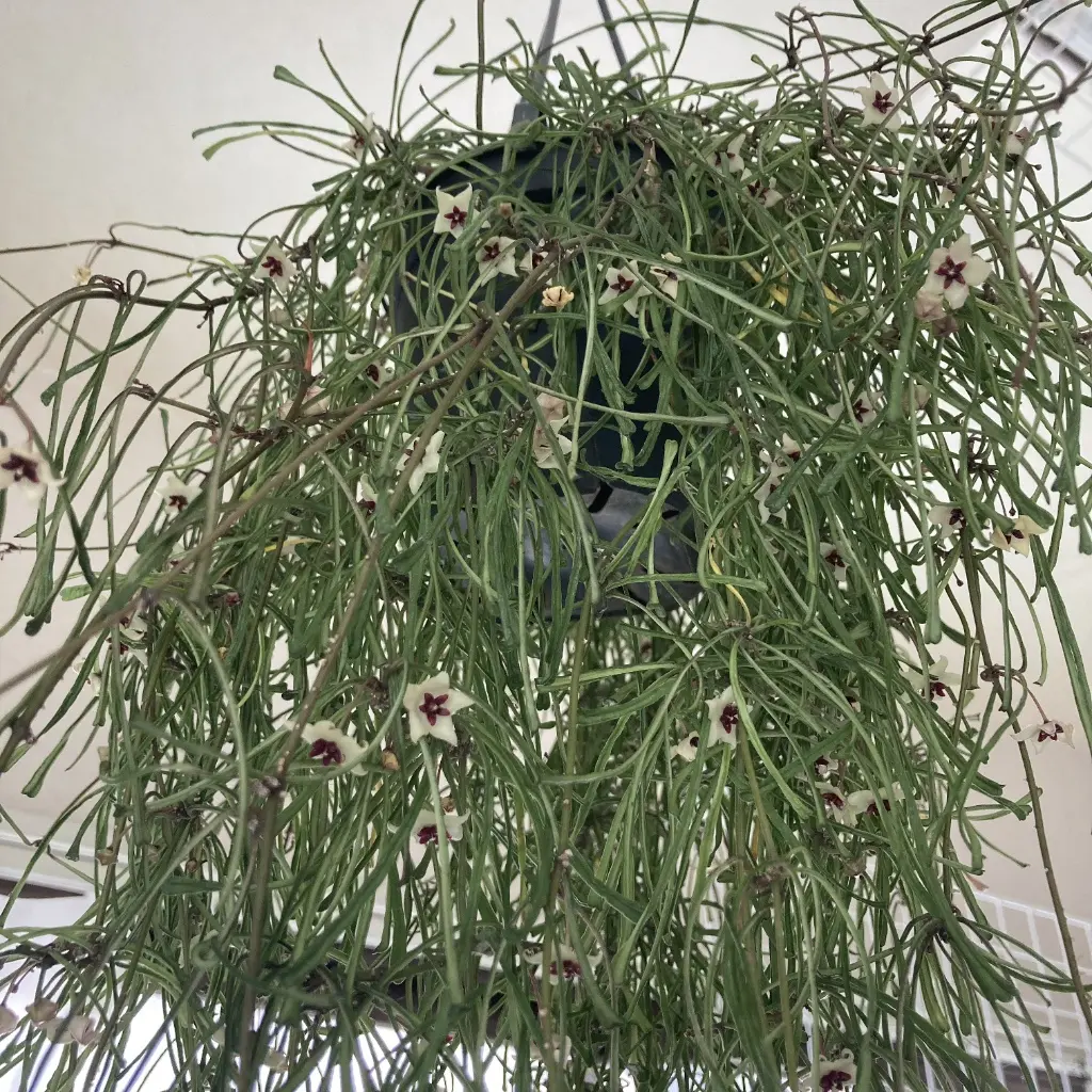 ホヤ　レツーサ　花