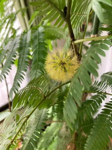 エバーフレッシュ　花