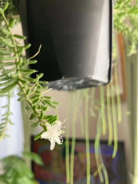 リプサリス　メセンブリアン　花