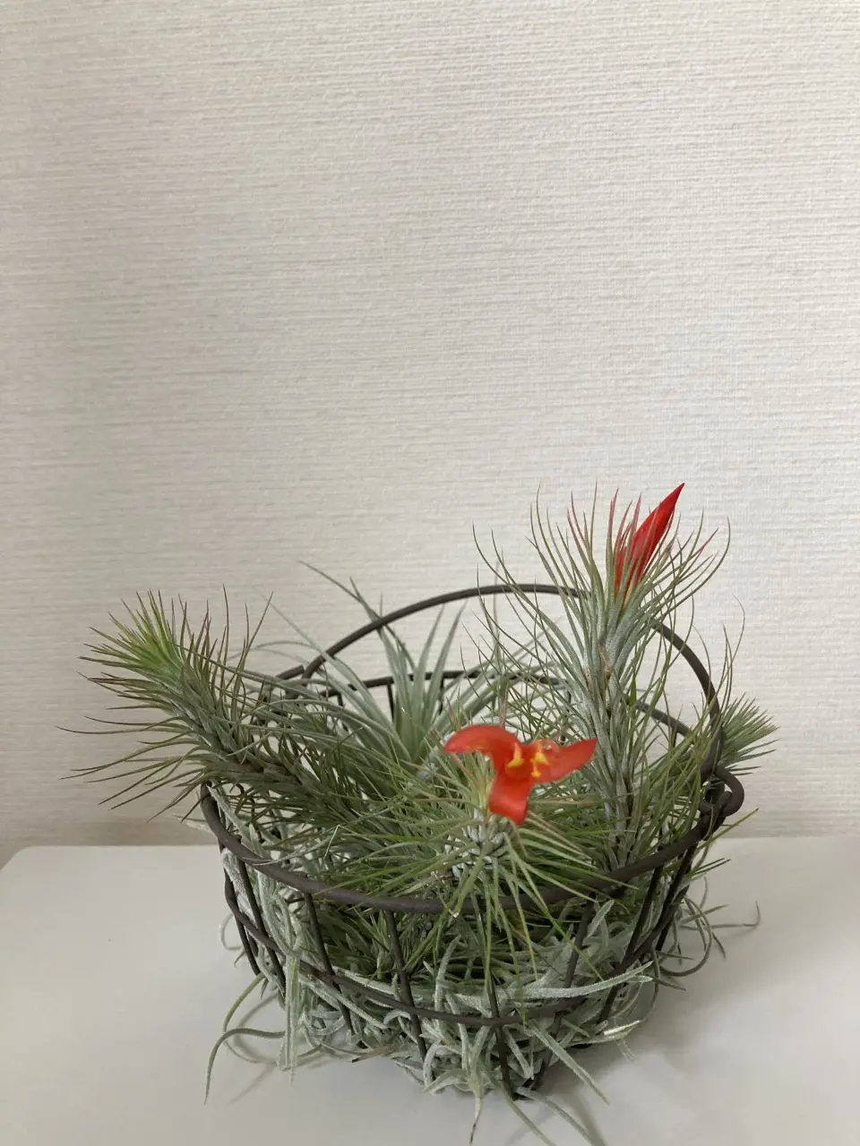 ティランジア　フンキアナ　100均 花