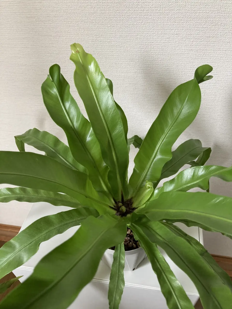 アスプレニウム　札落ち　100均