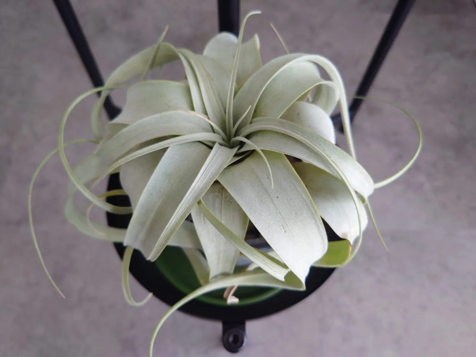 ティランジア・キセログラフィカ