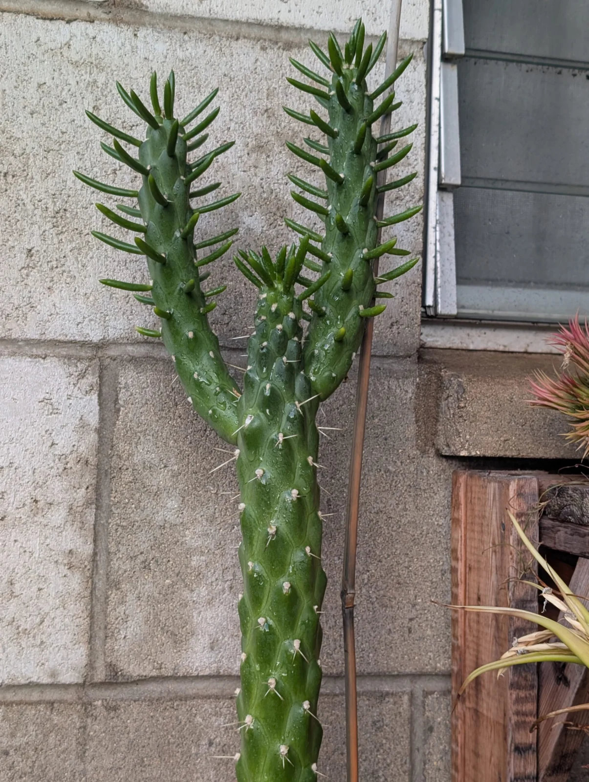 サボテン　イブのニードル　アウストロシリンドロプンティア　スブラータ