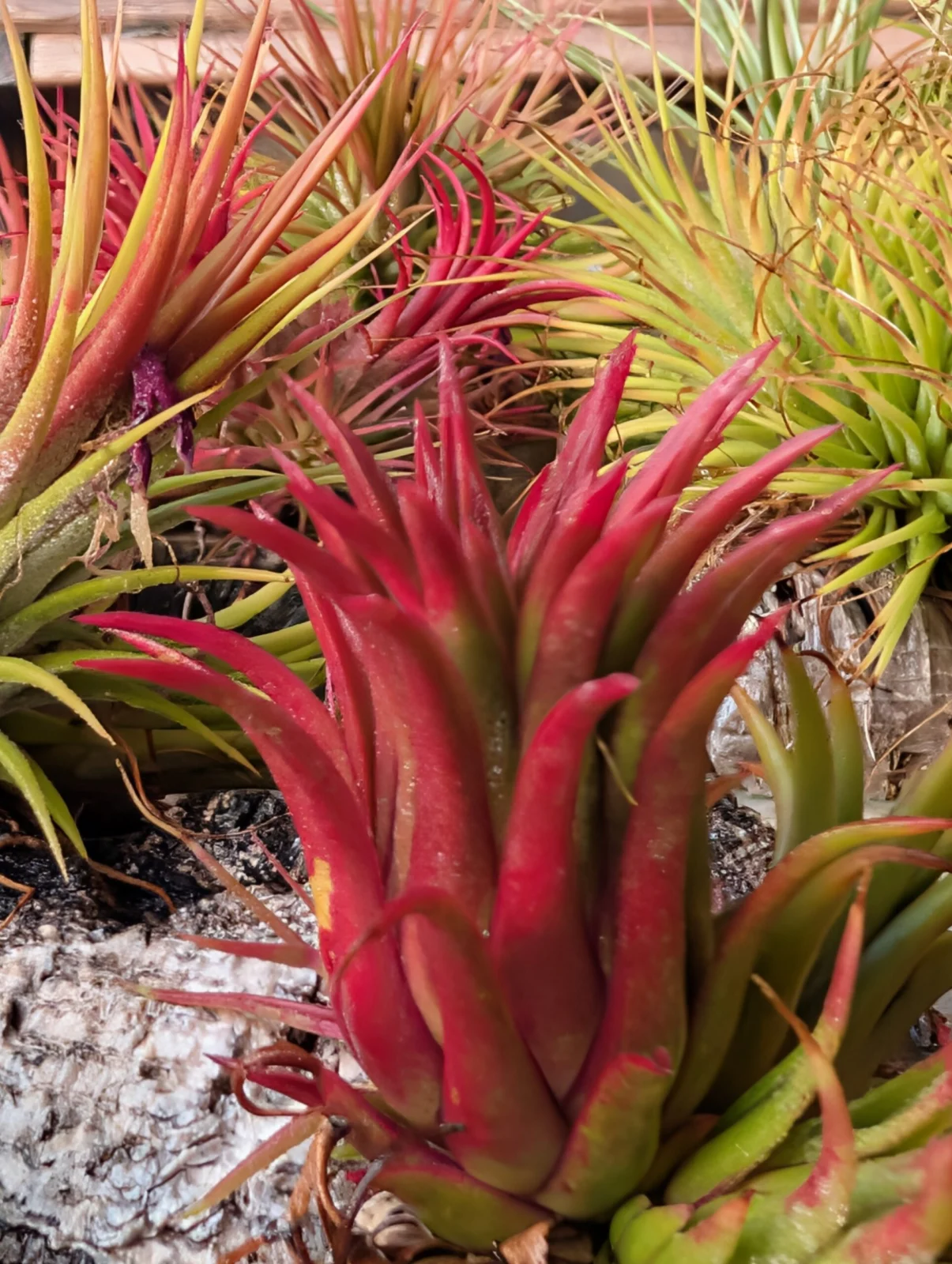 ティランジア　イオナンタ　紅葉