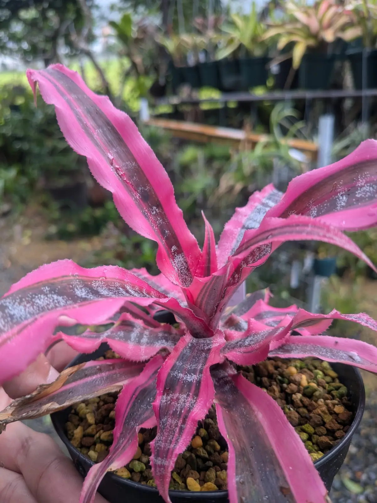 クリプタンサス　リビングカラーズ