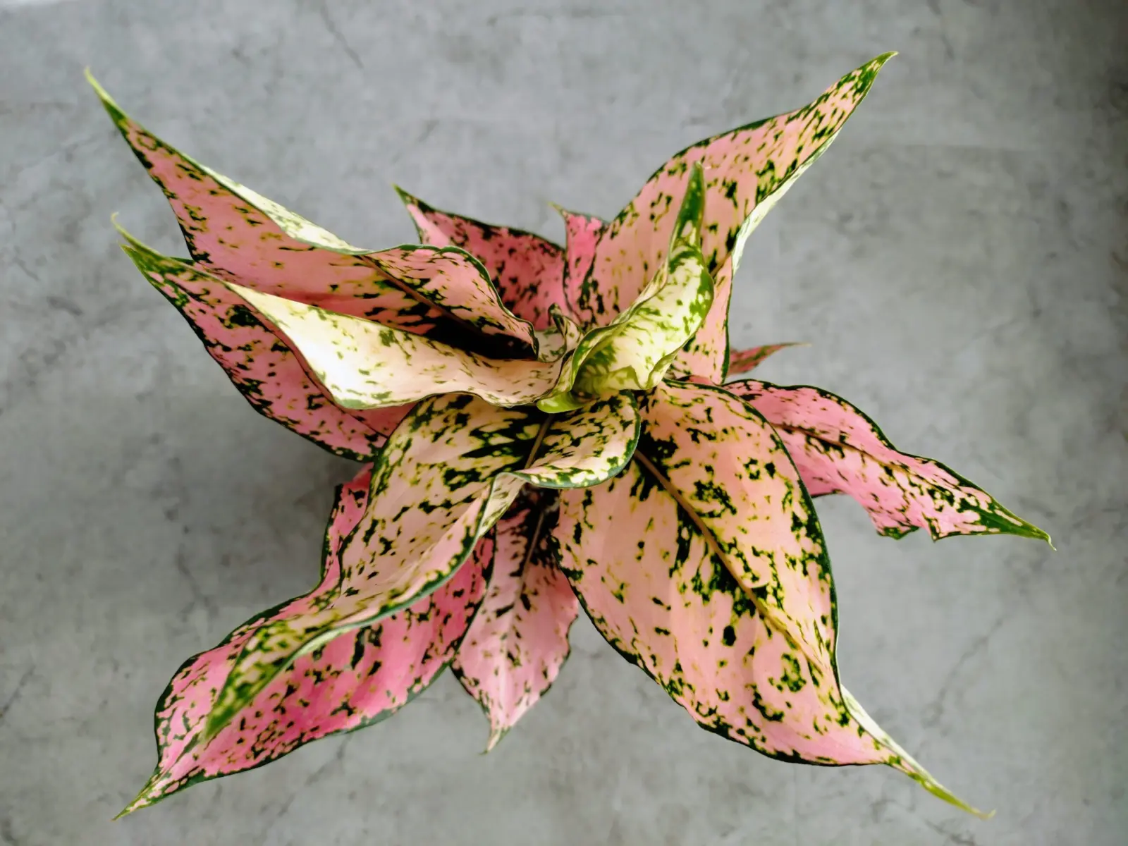 アグラオネマ・カンクン・ピンク