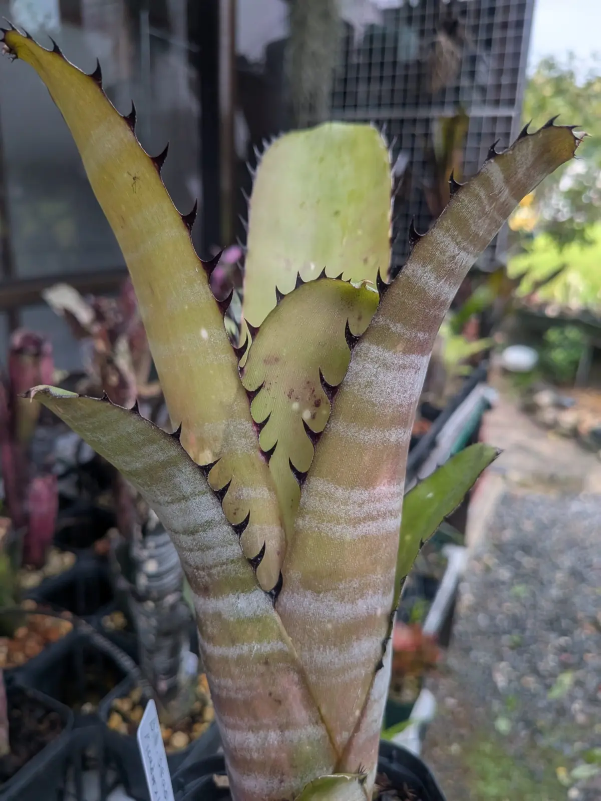 ビルベルギア　ビードルシャープイチゴーゴーレイ