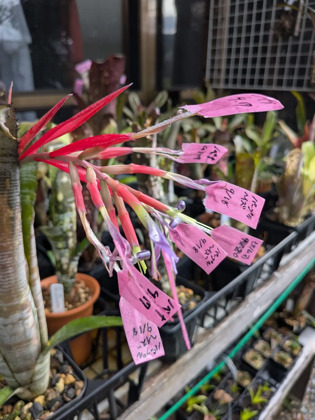 ビルベルギア　パイプライン　受粉