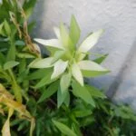 廊下でネル系のアバター